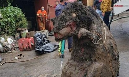 Gigantikus méretű patkányt húztak ki a csatornából a mexikóvárosi esőzések után