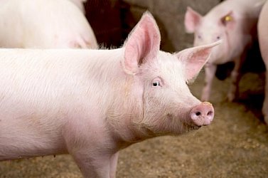 Az agrártárca fel van készülve az afrikai sertéspestisre